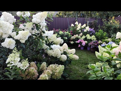 Видео: Обзор гортензий 15 августа.Беларусь.