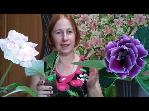 Видео: Глоксиния. Что лучше ? Мои ошибки и успехи