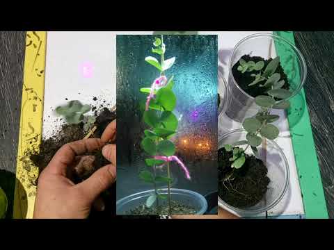 Видео: Эвкалипт пепельный!