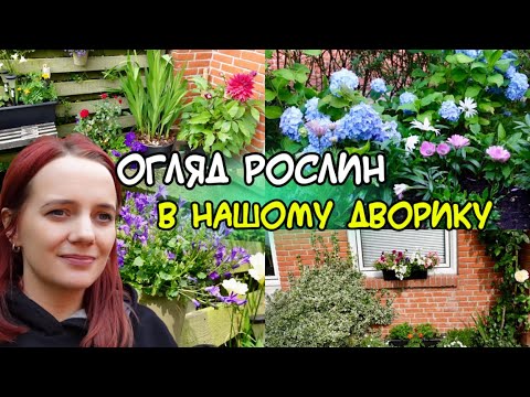 Видео: ОГЛЯД РОСЛИН🌿 | Нові КВІТИ🌼| Викинула ГОРТЕНЗІЮ | Частина 2