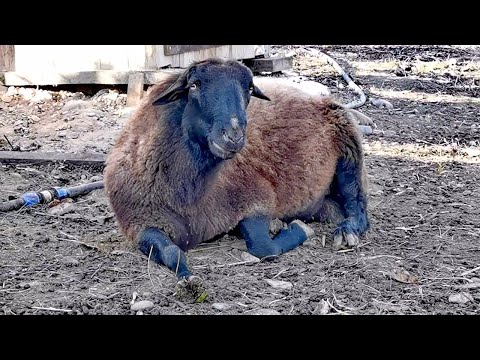 Видео: Огромная польза от содержания овец в хозяйстве.