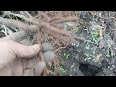 Видео: Саджанці дерев викопані. 