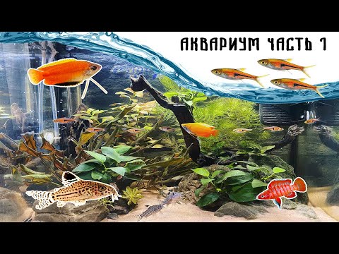 Видео: Мои подводные питомцы - разборы, гурами, бадисы и коридорасы. Аквариум 35 литров. Часть 1