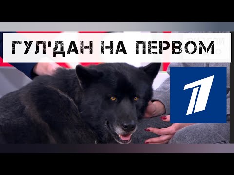 Видео: Говорящий волкособ Гул'дан на первом канале.