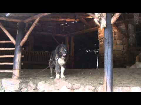 Видео: Влахи 2008г.- Пирин с А.Вучков и Х.Бързев