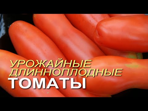 Видео: ДЛИННОПЛОДНЫЕ и очень УРОЖАЙНЫЕ томаты, которые плодоносят в ЛЮБОЕ лето! Советы от ЗЕЛЕНОГО ОГОРОДА!