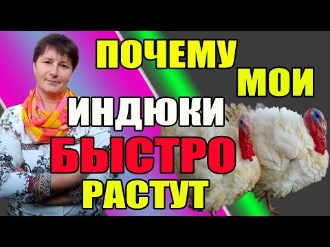 Видео: Почему мои индюки быстро растут. Чем кормить индюков летом.