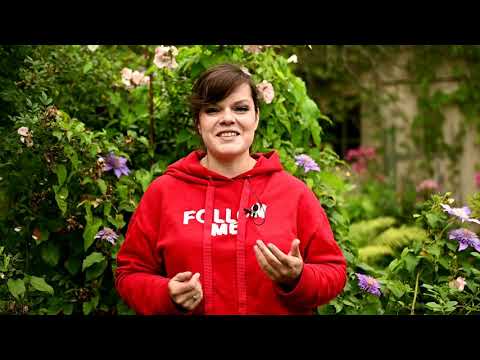 Видео: Уход за бассейном без хлорки/ Мои любимые сорта клематисов и секреты ухода за ними