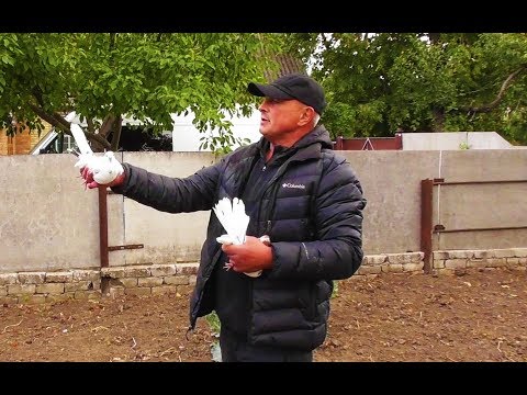 Видео: Николаевские и Кировоградские голуби Сивоконя Сергея Владимировича г. Чигирин