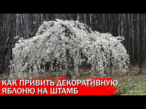 Видео: Как привить яблоню на штамб