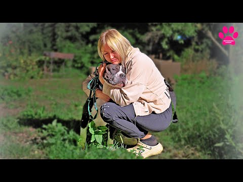 Видео: Прощаемся навсегда! Четыре собаками породы Американский Булли уезжают! Что их ждет в новых домах?