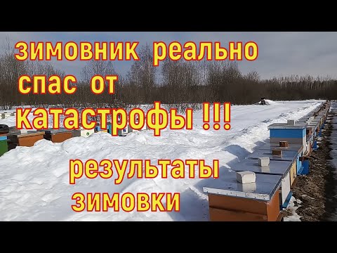 Видео: Зимовник помог избежать катастрофы на пасеке. Подводим итоги зимовки. Выставили пчёл.
