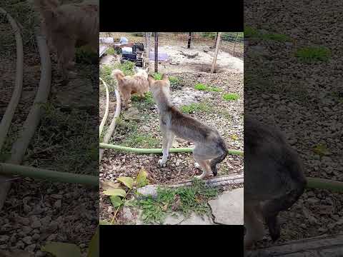 Видео: 🆘Приюту очень нужна ваша помощь на еду, Все реквизиты на моем канале. Ставьте 👍 пишет коменты 😢🙏