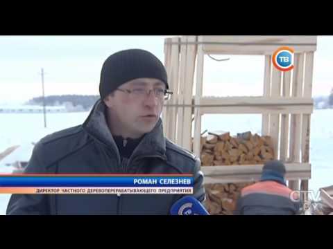 Видео: Лес рубят – остаются только щепки: как элитную древесину в Беларуси маскируют под лесной сорняк