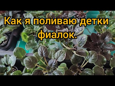 Видео: Как я поливаю деток фиалок.