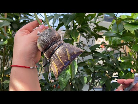 Видео: Воздушные отводки. Первые в этом году 2020)))😊🌱🍊🍋