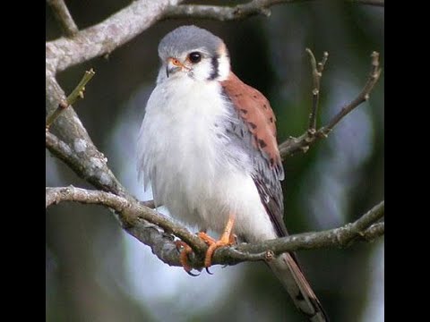 Видео: Соколиная охота: американская пустельга против евразийской пустельги #дикая природа