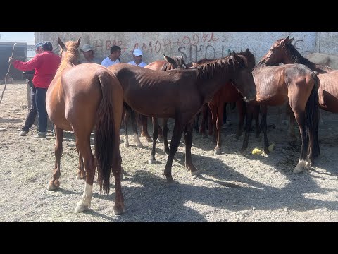 Видео: Нарху навои аспбозори ленски чоршанбе бозори душанбе 21 августа 2024 г.👍👍👍👍👍👍👍👍