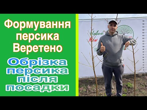 Видео: Правильна обрізка персика на веретено. Обрізка персика після посадки. Обрізка персика веретено.