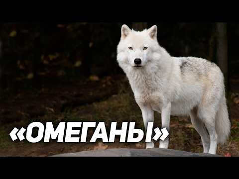 Видео: Почему никто не любит Слабаков. И что Делать