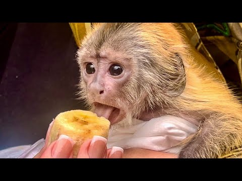 Видео: НЕ ПРОПУСТИТЕ! Финик ВПЕРВЫЕ пробует ФРУКТЫ!