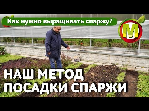 Видео: Как НУЖНО выращивать спаржу. НАШ МЕТОД ПОСАДКИ СПАРЖИ