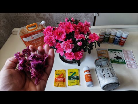 Видео: Азалия, Герань, Китайская роза, Декабристни тухтовсиз гуллатиш усули. ГУЛЛАТИШ УЧУН ЭНГ ЗОР ОЗУКАЛАР