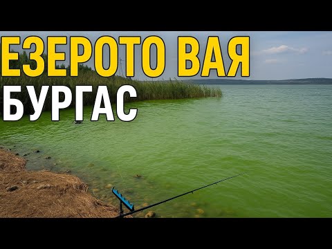 Видео: ФИДЕР РИБОЛОВ НА ЕЗЕРОТО ВАЯ | БУРГАС
