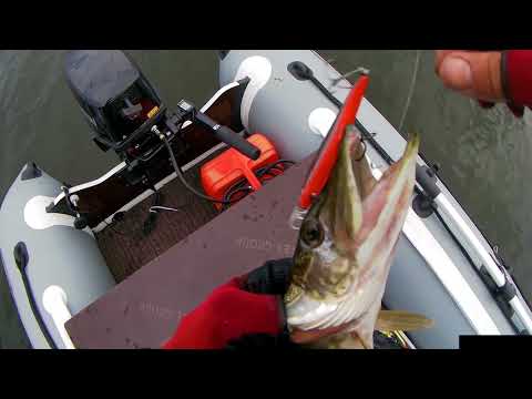 Видео: Megabass Ito Shiner и Jackall Rerange 130