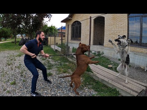 Видео: Питбуль Муса прогулка в город и по хутору!!!
