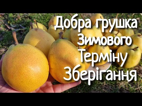 Видео: Груша Марія