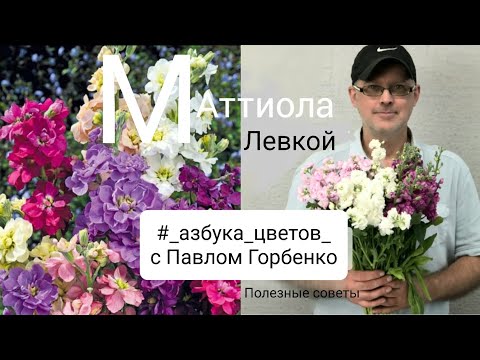 Видео: как сохранить МАТТИОЛУ? полезные советы в моей рубрике "Азбука цветов"