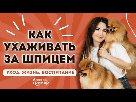 Видео: Как ухаживать за шпицем | груминг шпица | порода шпиц | Юлия Дягель Блэкгрумер