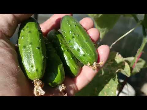 Видео: Окончание огородного сезона 2025г. 