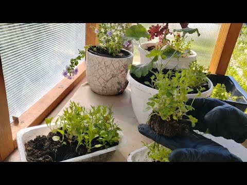 Видео: Посев лобелии, интересный способ.