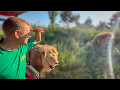 Видео: Даааа...., ТАКОГО КОРМЛЕНИЯ ЛЬВОВ давно не было, адреналин зашкаливает и у львов и у нас!