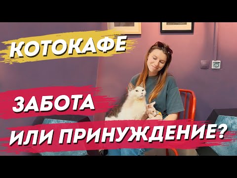 Видео: Куда сходить в Санкт Петербурге. Котокафе и антикошки. Как относятся к кошкам.