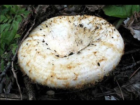 Видео: Груздь настоящий - сбор в  заколдованном лесу белый груздь, сырой груздь, мокрый груздь, правский,