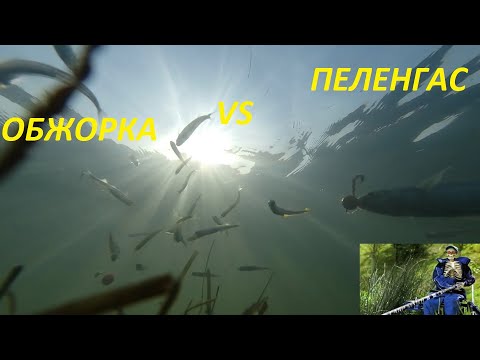 Видео: Пеленгас против обжорки. Подводная съемка.