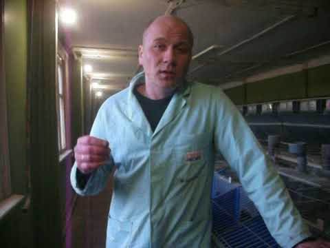 Видео: Стоит ли разводить кроликов?Можно ли заработать на кроликах?ЧАСТЬ 2