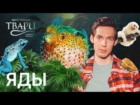 Видео: Моллюски, рыбы, лягушки, змеи и даже примат: какие животные используют самые опасные в мире яды?