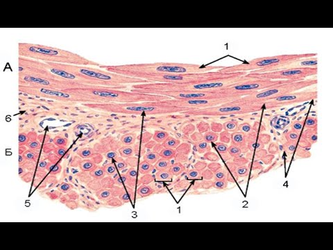 Видео: Лекція - М'язові тканини.