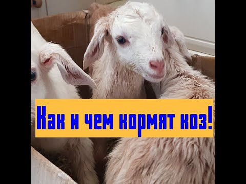 Видео: Как надо кормить коз и козлят,чтобы они были здоровы и давали много молока.