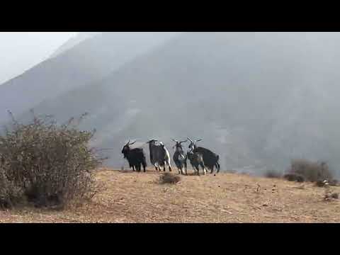 Видео: Тоонун эчкилери#орток#mountains 