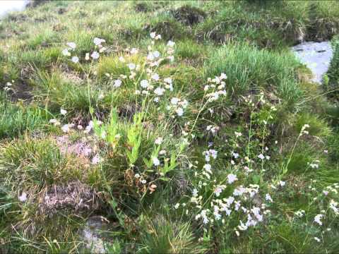 Видео: 21 Малката буболечица