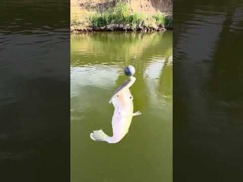 Видео: РЫБАЧИМ 