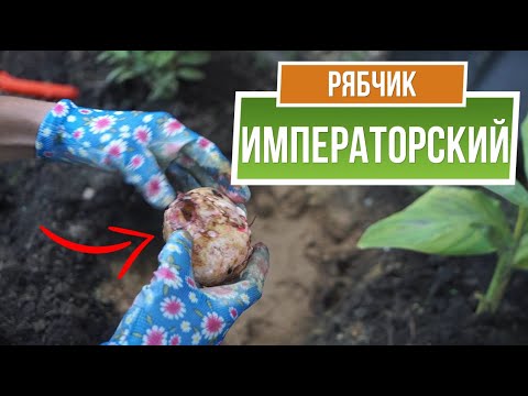 Видео: Рябчик императорский ПОСАДКА И УХОД ✿ СЕКРЕТЫ ПОСАДКИ ЛУКОВИЧНЫХ