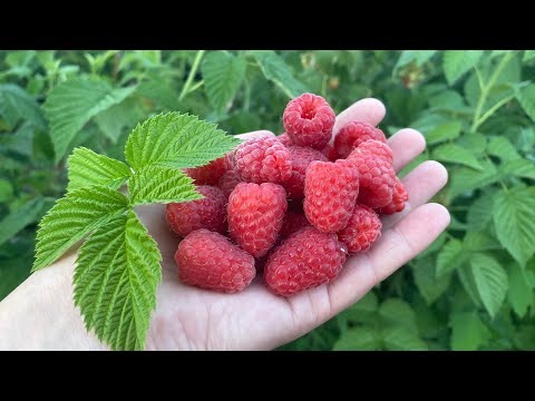 Видео: Малина Феномен