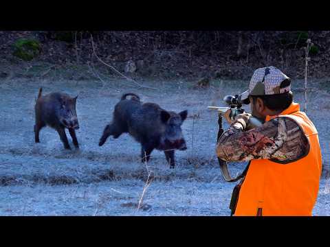 Видео: ЗАХВАТЫВАЮЩАЯ ОХОТА НА КАБАНА: Невероятные выстрелы, ЛУЧШИЕ сцены охоты, УДИВИТЕЛЬНЫЕ СОБАКИ!