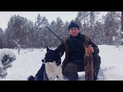 Видео: Охота на куницу на завалах с лайкой. Две куницы в один день.